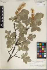 Foto von Salix lanata L.
